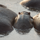 Illustration for article titled Out of Africa. Hungry Hungry Hippos.